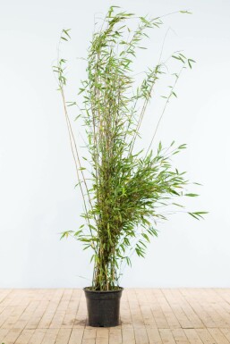 Chinese fountain bamboo Fargesia nitida hedge 175-200 root ball