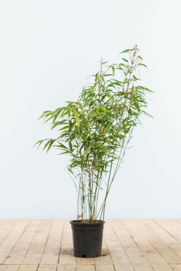 Dragon head bamboo Fargesia rufa hedge 60-80 root ball Fargesia rufa 60-80 cm