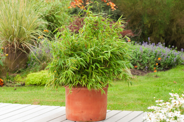 Dragon head bamboo Fargesia rufa hedge 60-80 root ball Fargesia rufa 60-80 cm