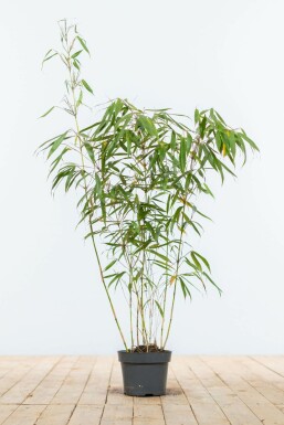Dragon head bamboo Fargesia rufa hedge 80-100 root ball Fargesia rufa 80-100 cm