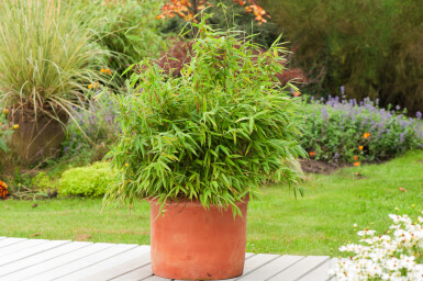 Dragon head bamboo Fargesia rufa hedge 80-100 root ball Fargesia rufa 80-100 cm