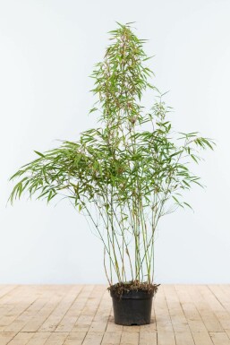 Dragon head bamboo Fargesia rufa hedge 100-125 root ball Fargesia rufa 100-125 cm