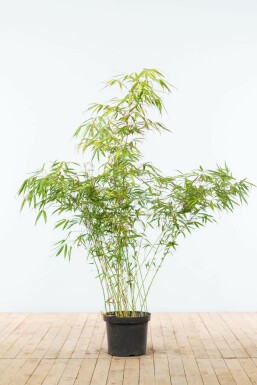 Dragon head bamboo Fargesia rufa hedge 125-150 root ball Fargesia rufa 125-150 cm