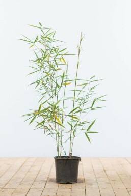 Robust Chinese fountain bamboo Fargesia robusta 'Campbell' hedge 60-80 root ball