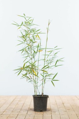 Robust Chinese fountain bamboo Fargesia robusta 'Campbell' hedge 60-80 root ball Fargesia robusta 'Campbell' 60-80 cm