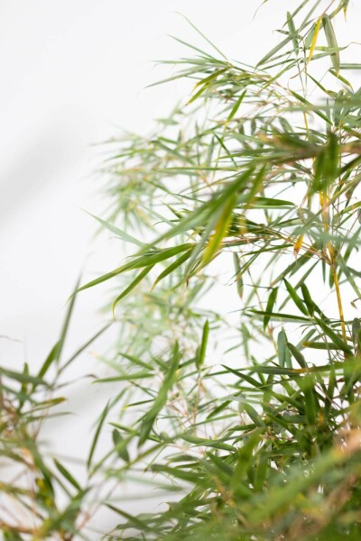 Robust Chinese fountain bamboo Fargesia robusta 'Campbell' hedge 60-80 root ball Fargesia robusta 'Campbell' 60-80 cm