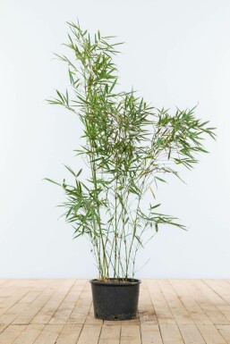 Robust Chinese fountain bamboo Fargesia robusta 'Campbell' hedge 80-100 root ball