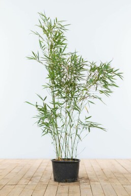 Robust Chinese fountain bamboo Fargesia robusta 'Campbell' hedge 80-100 root ball Fargesia robusta 'Campbell' 80-100 cm
