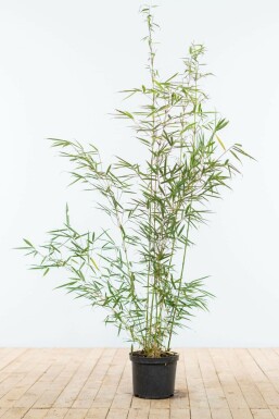 Robust Chinese fountain bamboo Fargesia robusta 'Campbell' hedge 100-125 pot Fargesia robusta 'Campbell' 100-125 cm