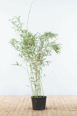 Robust Chinese fountain bamboo Fargesia robusta 'Campbell' hedge 125-150 pot Fargesia robusta 'Campbell' 125-150 cm