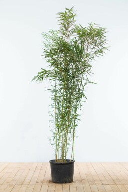 Robust Chinese fountain bamboo Fargesia robusta 'Campbell' hedge 150-175 pot