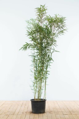 Robust Chinese fountain bamboo Fargesia robusta 'Campbell' hedge 150-175 pot Fargesia robusta 'Campbell' 150-175 cm