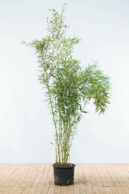 Robust Chinese fountain bamboo Fargesia robusta 'Campbell' hedge 175-200 pot