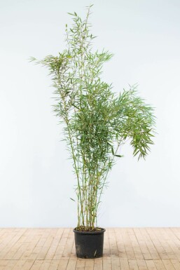 Robust Chinese fountain bamboo Fargesia robusta 'Campbell' hedge 175-200 pot Fargesia robusta 'Campbell' 175-200 cm