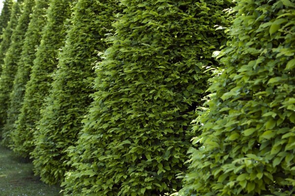 Fagus sylvatica P9 30-40 cm
