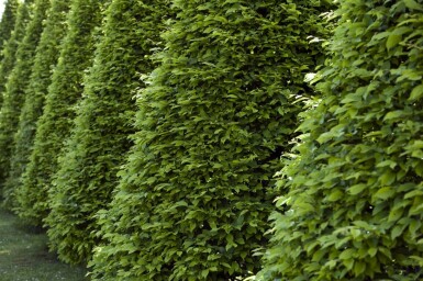 Fagus sylvatica P9 30-40 cm