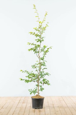 Common beech Fagus sylvatica hedge 125-150 pot
