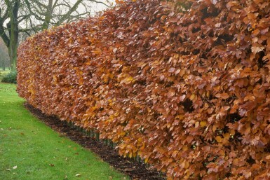 Common beech Fagus sylvatica hedge 125-150 pot Fagus sylvatica 125-150 cm