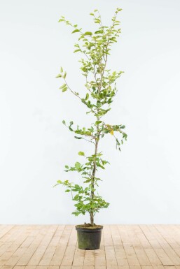 Common beech Fagus sylvatica hedge 150-175 pot