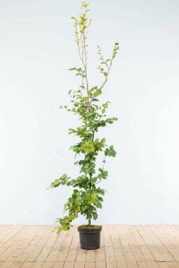 Best Hedging Plants For Full Sun