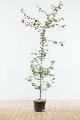 Purple beech Fagus sylvatica 'Atropunicea' hedge 150-175 pot Fagus sylvatica 'Atropunicea' 150-175 cm