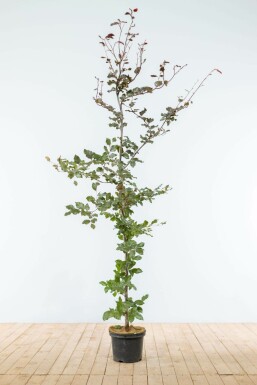 Purple beech Fagus sylvatica 'Atropunicea' hedge 175-200 pot