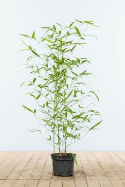 Fish-pole bamboo Phyllostachys aurea hedge 60-80 pot Phyllostachys aurea 60-80 cm