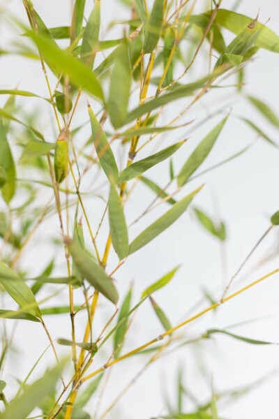 Fish-pole bamboo Phyllostachys aurea hedge 60-80 pot Phyllostachys aurea 60-80 cm