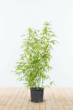 Fish-pole bamboo Phyllostachys aurea hedge 80-100 pot Phyllostachys aurea 80-100 cm