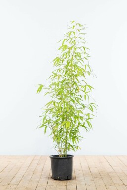 Fish-pole bamboo Phyllostachys aurea hedge 100-125 pot Phyllostachys aurea 100-125 cm