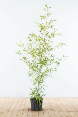 Fish-pole bamboo Phyllostachys aurea hedge 125-150 pot Phyllostachys aurea 125-150 cm