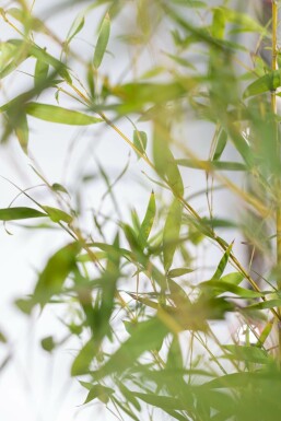 Fish-pole bamboo Phyllostachys aurea hedge 125-150 pot