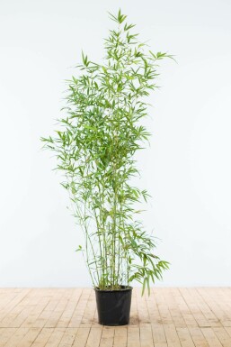 Fish-pole bamboo Phyllostachys aurea hedge 150-175 pot Phyllostachys aurea 150-175 cm