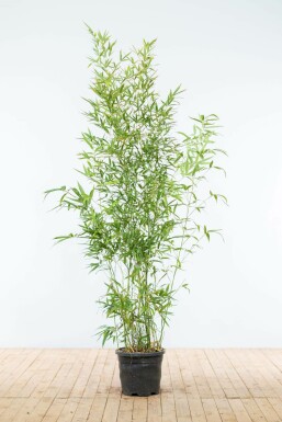 Fish-pole bamboo Phyllostachys aurea hedge 175-200 pot
