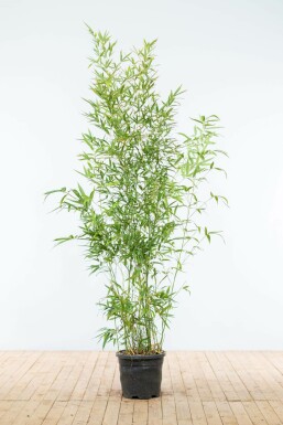 Fish-pole bamboo Phyllostachys aurea hedge 175-200 pot Phyllostachys aurea 175-200 cm