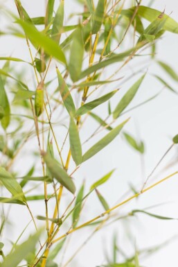 Fish-pole bamboo Phyllostachys aurea hedge 175-200 pot