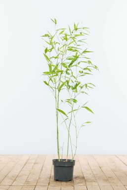 Bisset's bamboo Phyllostachys bissetii hedge 60-80 pot