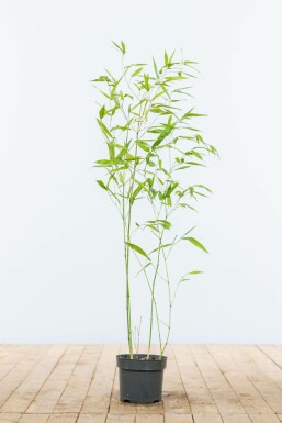 Bisset's bamboo Phyllostachys bissetii hedge 60-80 pot Phyllostachys bissetii 60-80 cm