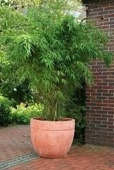 Bisset's bamboo Phyllostachys bissetii hedge 60-80 pot