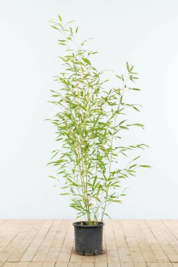 Bisset's bamboo Phyllostachys bissetii hedge 80-100 pot
