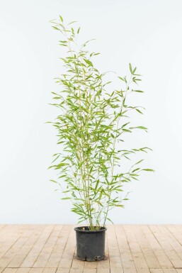 Bisset's bamboo Phyllostachys bissetii hedge 80-100 pot Phyllostachys bissetii 80-100 cm