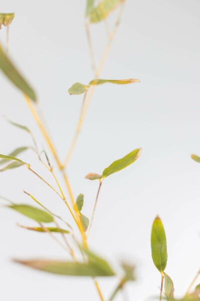 Bisset's bamboo Phyllostachys bissetii hedge 80-100 pot Phyllostachys bissetii 80-100 cm