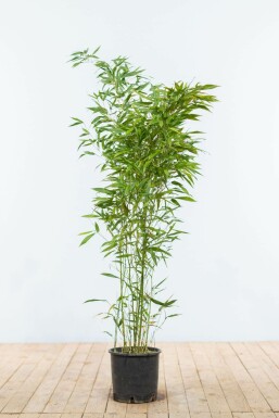 Bisset's bamboo Phyllostachys bissetii hedge 100-125 pot Phyllostachys bissetii 100-125 cm