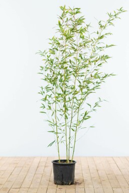 Bisset's bamboo Phyllostachys bissetii hedge 120-140 pot Phyllostachys bissetii 120-140 cm