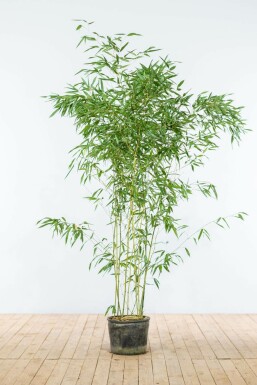Bisset's bamboo Phyllostachys bissetii hedge 150-175 pot