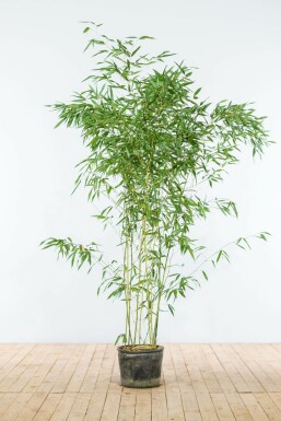 Bisset's bamboo Phyllostachys bissetii hedge 150-175 pot Phyllostachys bissetii 150-175 cm