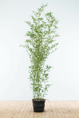 Bisset's bamboo Phyllostachys bissetii hedge 175-200 pot
