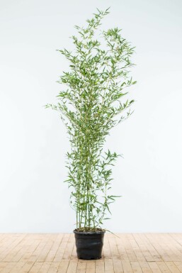 Bisset's bamboo Phyllostachys bissetii hedge 175-200 pot Phyllostachys bissetii 175-200 cm