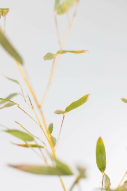 Bisset's bamboo Phyllostachys bissetii hedge 175-200 pot Phyllostachys bissetii 175-200 cm