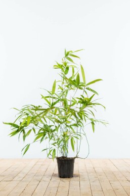Black bamboo Phyllostachys nigra hedge 60-80 pot